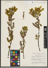 Foto von Salix pyrifolia Andersson